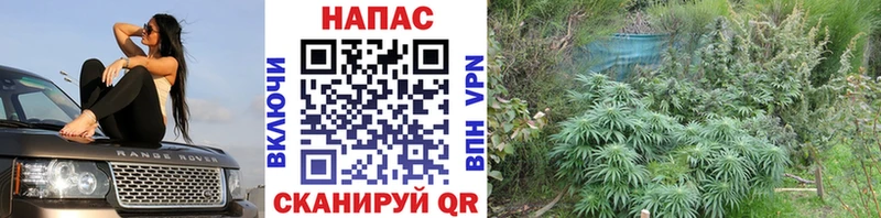 Купить где  Новоуральск  Бошки Шишки планчик 